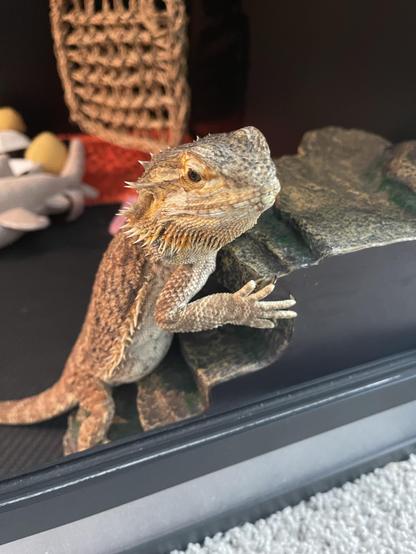 Our bearded dragon named poncho hanging out in her enclosure. She is standing up on her back legs and resting her body and arms against a plastic, stoned shaped hide that looks like smooth green and gray stone.