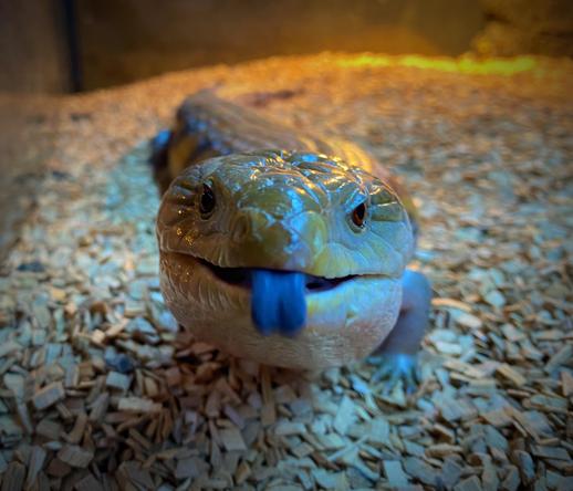 a blue-tongue skink, close up of his face, blepping out his blue tongue.
