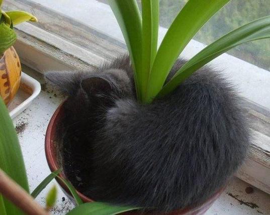 sleeping void kitty in flower pot curled around the plant shoots