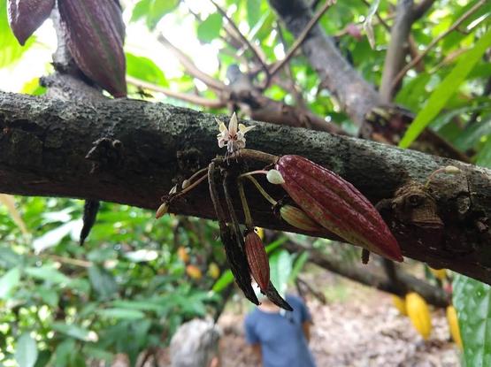 A horizontal branch of a chocolate tree with a flower, some buds, and a number of very underripe fruits. 
The flower is white with a dark pink center. The petals look like a Fleur de lis with some being curled and others straight like knife blades. The fruit pods are long narrow ovals with deep veining, and are in shades from bright green on the smallest ones to dark maroon on the largest.
In the background are bright green leaves, and the out of focus torso of a person in a blue t-shirt.