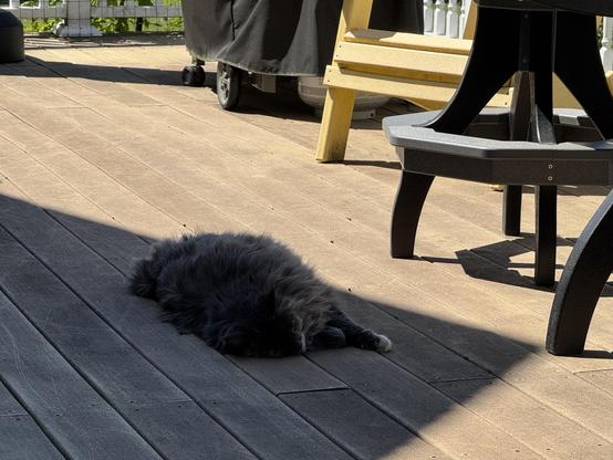 A photo of the beige and grey cat. She is asleep, flopped on her side farther down the deck, but also in the shade of the house.