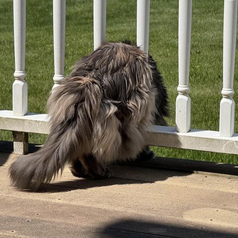 The cat has shoved herself halfway through the railing on our deck. I don’t know why. Probably looking at a bug.