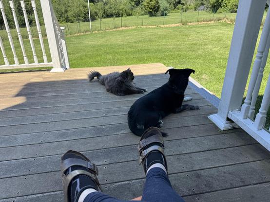 The same first person perspective photo as before, except the dog has lifted up her head and the cat has come and laid down beside the dog. They are watching our neighbors yard even though nothing appears to be happening over there.