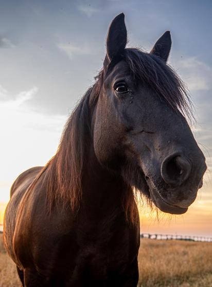 Nahaufnahme eines schwarzen Pferdes, man sieht hauptsächlich den Kopf und den Hals. Ist von schräg unten fotografiert. Im Hintergrund ist ein Zaun zu sehen und eine trockene Wiese.