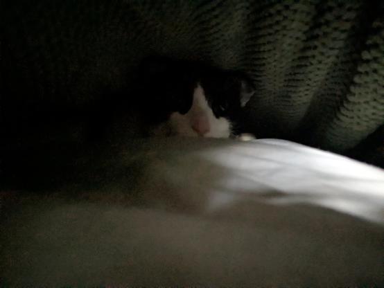 My goofy cat Papa hiding between the sandwich layers of blankets on my bed.