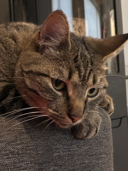 Tabby cat, face. Looking pensive. Looking directly at camera.