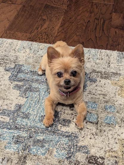 A photo of a yorkie dog, looking up at the camera. The little dogs is smiling slightly and her eyes are shining with happiness.