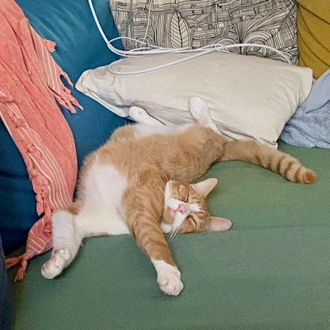 Bowie ligt relaxed te slapen