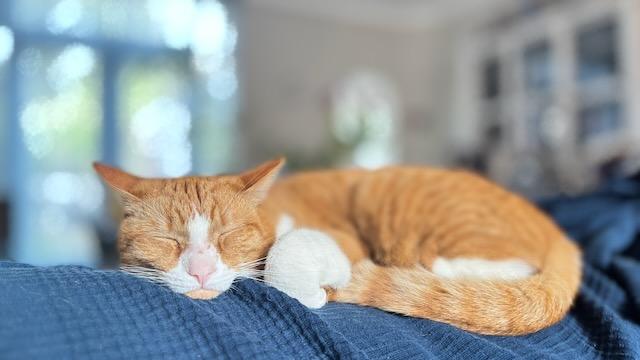 Bowie ligt écht relaxed te slapen