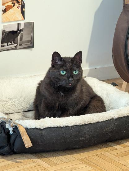 A chubby black cat with green eyes and its tongue slightly sticking out