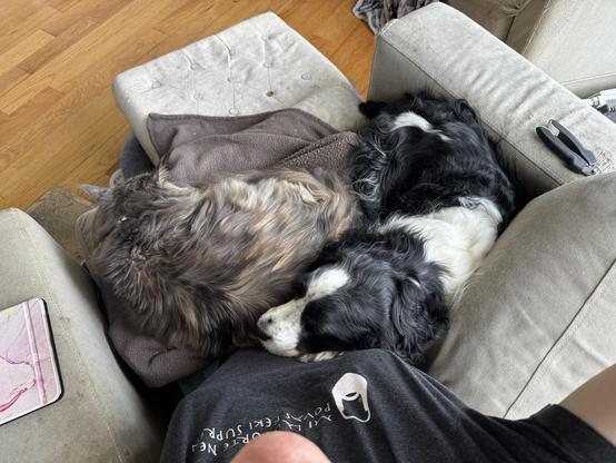 photo taken from above my head. Showing black and white dog curled around the cat in my lap. It’s adorable