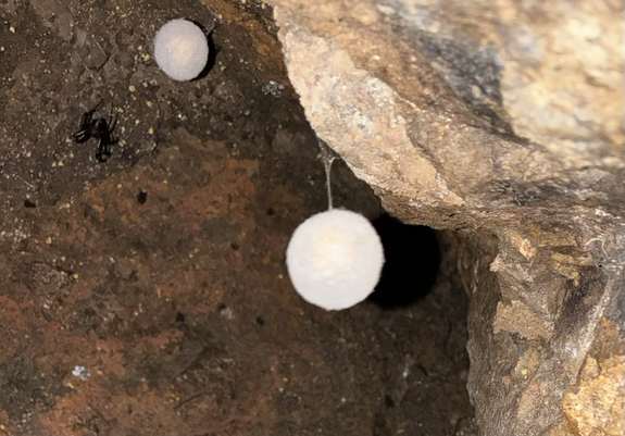 Two round white things hanging in a cave, a black spider barely visible on the cave roof next to it.