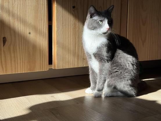 a grey and white cat sitting upright in front of wood panelling. he is looking off to the side majestically, illuminated by a warm sunbeam.