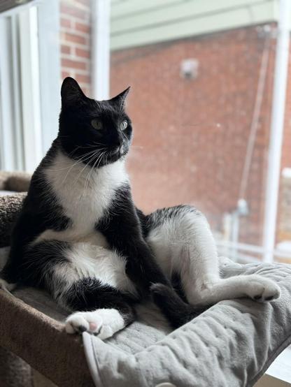 a black and white cat sitting backwards on a cat tree, with his back feet in front of him, posed looking to the right. he looks a little goofy, but none the less pulls it off. behind him his a window to the outside.