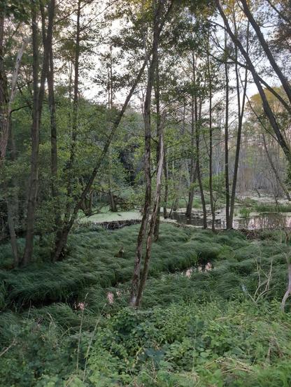 Flooded woodlands with tall trees and what looks like a lake. A beaver dam spans the width of the image. Below the damn, tall grassy stuff grows, while a lake has accumulated above.