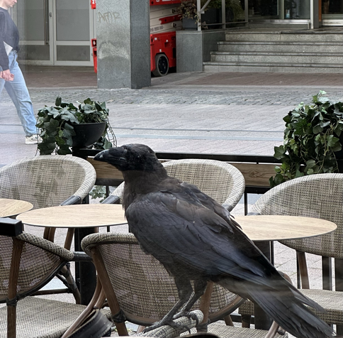 A raven