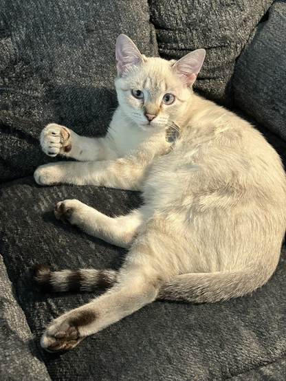 Opal, our five month old lynx-point kitten, laying on my blue-grey recliner.
