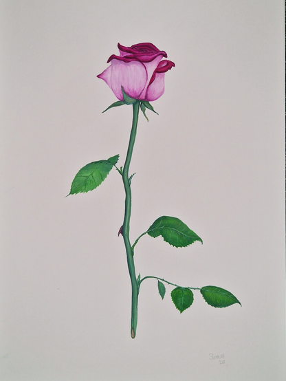 Gouache painting of a single two tone rose, with the inside colour of the petals a dark pink and outside a dusky light pink