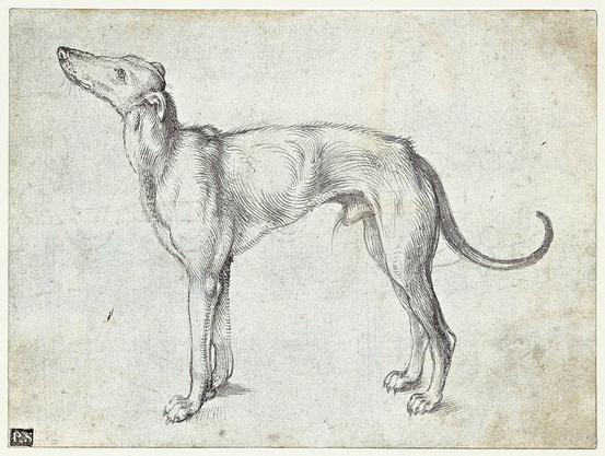 Albrecht Dürer, "A greyhound," 1501.

A detailed pen-and-ink sketch showing a slender greyhound in profile, head raised alertly.