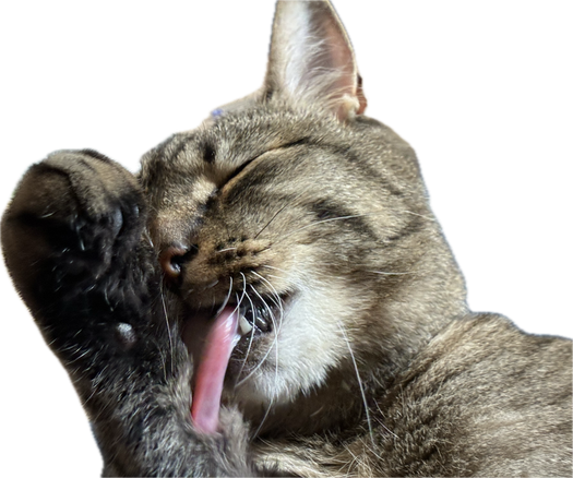 Cat licking its paw. The background is removed because it was messy and it’s easier to pretend you have control in life by hiding the mess rather than keep it tidy