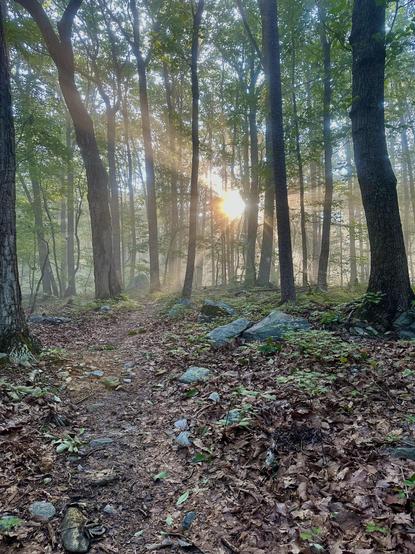Sunrise in the weeds