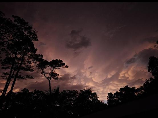 Dramatically illuminated by the setting sun, silhouetting pine trees