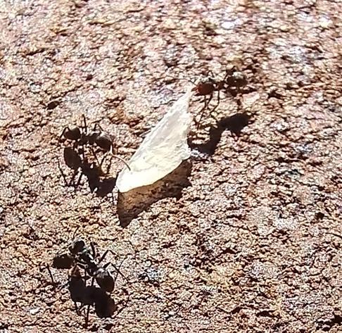 Close up of three ants around a toenail clipping, dragging it away