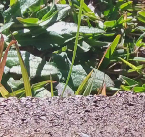 Close up video of an ant dragging away a toenail clipping