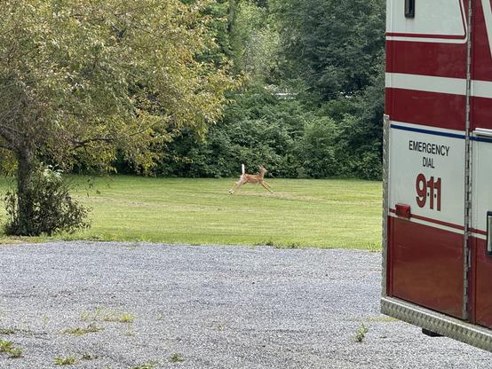 In the foreground you can see the corner of our ambulance and stony driveway. In the distance you can see a spotted fawn bounding across a large grass yard with a wall of tall green trees behind