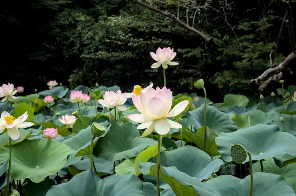 池で数多くのハスの花が咲いている。咲き終わったハスも花托がまだ緑のままで、咲き終わってから間もない様子。/ 2026.08.11 知恩院から