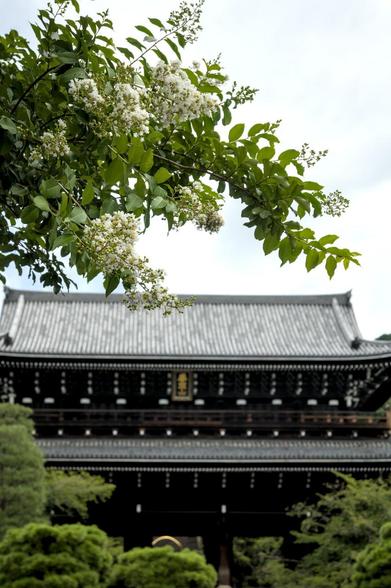 白いサルスベリの花と知恩院の三門。/ 2026.08.11 知恩院道から
