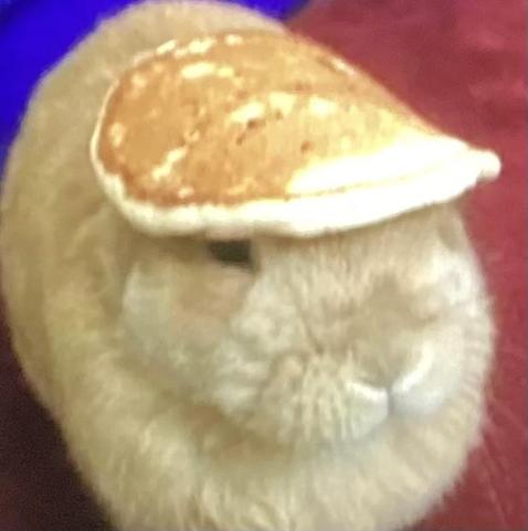 An off-white bunny sits with a pancake on its head.