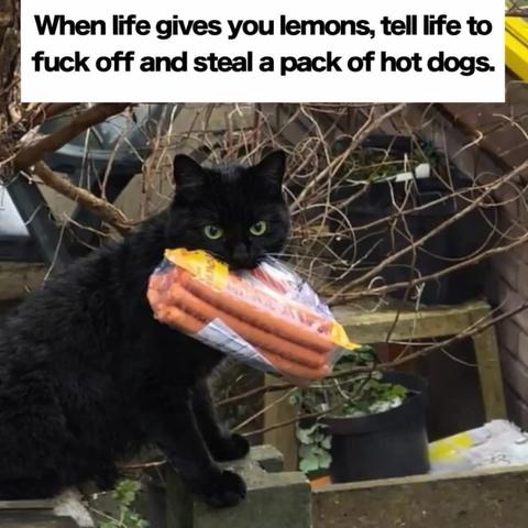 A photo of a black cat looking directly at the camera while holding an entire package of hot dogs in its mouth, captioned "When life gives you lemons, tell life to fuck off and steal a pack of hot dogs."