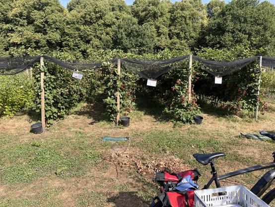 Bramstruiken onder netten, acht stuks vol fruit. Hoge bomen op de achtergrond, een fiets tegen een boom op de voorgrond