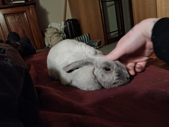 A small light grey rabbit lying on a bed. The author is rubbing the top of her head with a thumb