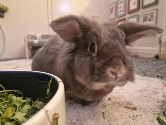 grey bunny, his ears stick out sideways
