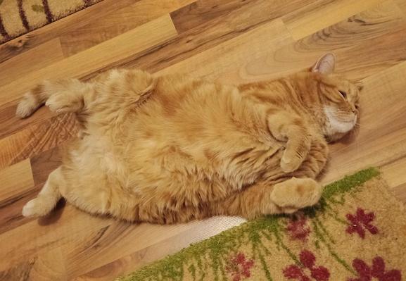 orange cat on brownish floor between sand-colored door mats exposing his fluffy belly