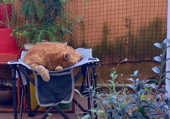 red cat sleeping on a cheap camping food rest on the balcony