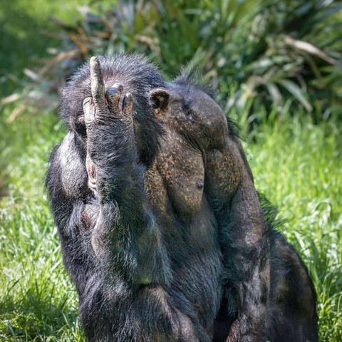 A zoo chimp holding up his middle finger.