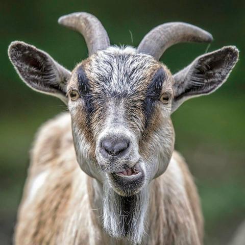 A headshot of a goat.