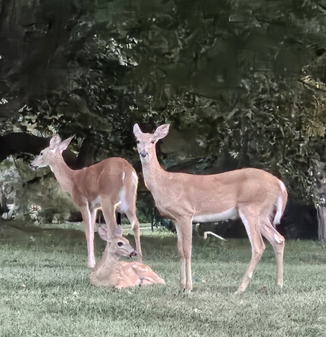 Three deer on a lawn with green foliage behind them. One deer has turned its back to the camera and is looking away, one is looking at the camera, and the third is lying on the ground looking to the side.