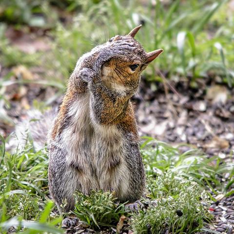 A squirrel with a hand on its face