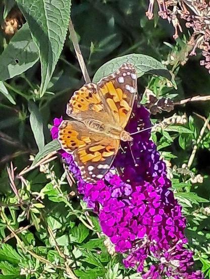 Die Laubblätter des Fliederspeers (Buddleja davidii, auch Sommer- oder Schmetterlingsflieder) sind saftgrün schmal-lanzettlich und an den Rändern gezähnt. Der Blütenstand ist ein schmal kegeliger Thyrsus aus Hunderten kleinster Blüten mit je vier purpurrot rundlichen Kronblätter um eine Kronröhre. Darauf sitzt ein Distelfalter (Vanessa cardui). Die Spitzen seiner Vorderflügel sind wie beim Admiral schwarzgrundig mit weißen Flecken, die innerer Flügelhälfte ist breit orangefarben und schwarz gezeichnet. Auch die Hinterflügel sind orange-braun, aber weniger auffällig schwarz gezeichnet. Die Flügelränder weisen eine auffällig schwarz gepunktetes Band auf. Zwei hellbraune Fühler stehen schräg vom Kopf des gedrungenen braunen Körpers ab