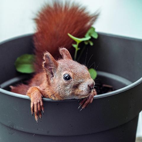 Ein Eichhörnchen liegt in einem Blumentopf mit Erde. Es hat den Kopf und die Vorderpfoten über den Rand gelegt.