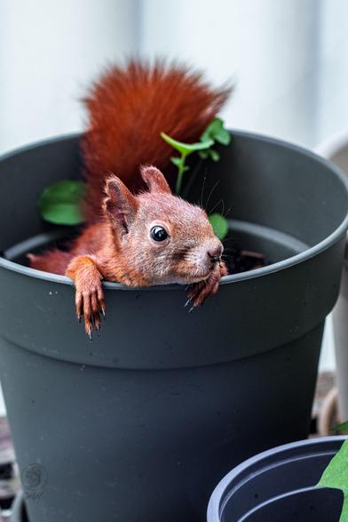 Ein Beschnitt des Fotos, der vor allem das Eichhörnchen zeigt.
