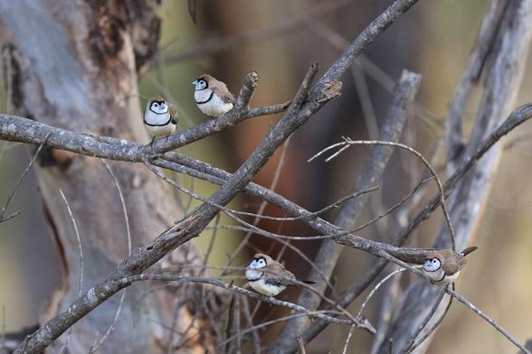 Four Double-barred finches on some dried sticks. They have brown upper, white under and two black bars (chin and chest) and also some cute spots.
