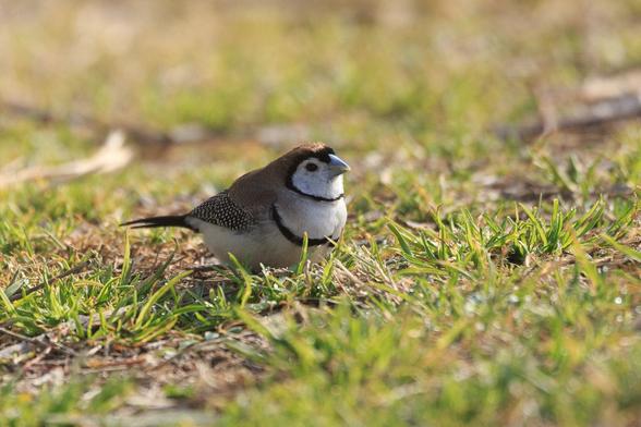 Single Double-barred Finch on some lawn. It has brown back and wings, white front and belly, and a pair of black bars (chin and chest). The trailing feathers on the wings are black with white spots.