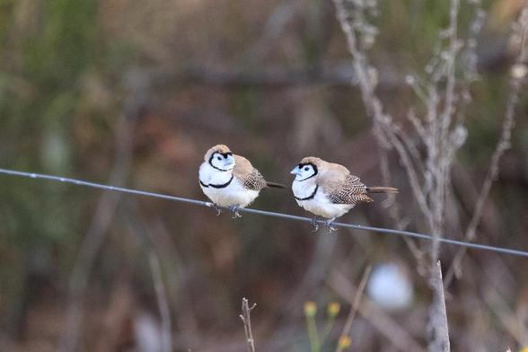 Two Double-barred Finches on a wire. They have their heads turned towards each other like they're having a chat.