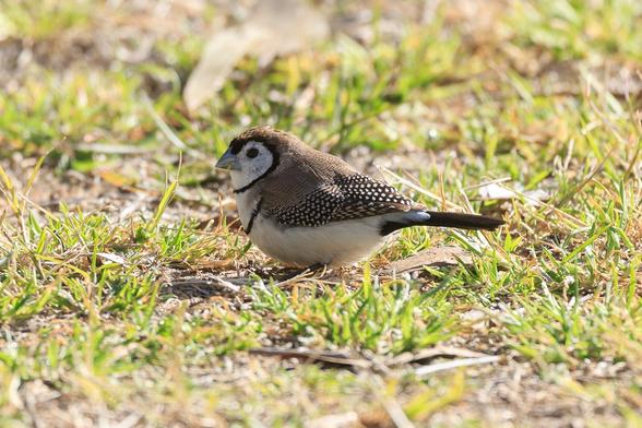 Single Double-barred Finch on some lawn. It has brown back and wings, white front and belly, and a pair of black bars (chin and chest). The trailing feathers on the wings are black with white spots.