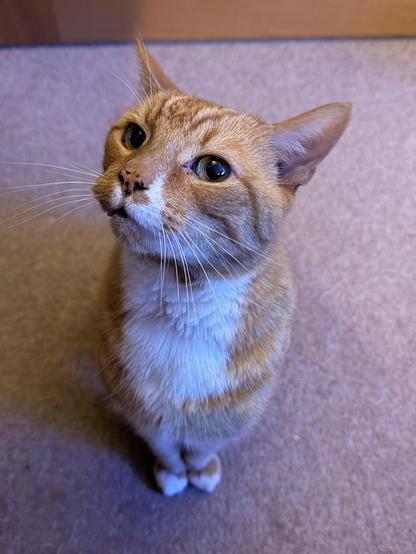 A ginger cat with a white bib and white socks sitting looking up quizzically at the camera from the floor
